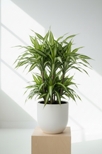 Dracaena Warneckii 'White Jewel'